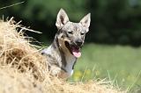 VASGOTASPETS 028